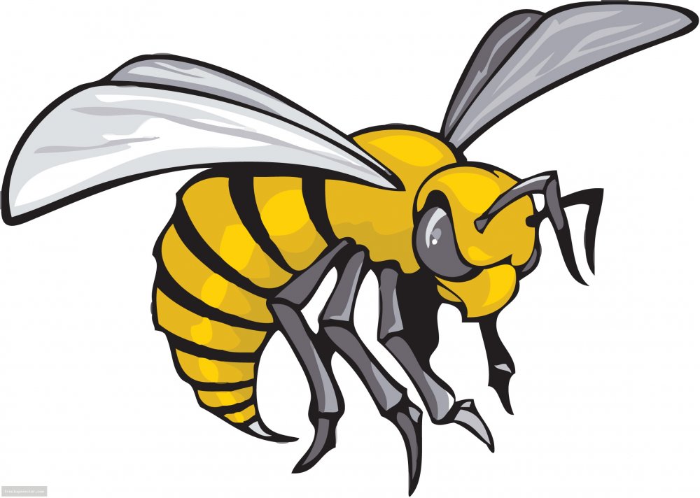 4d5d161eed79225cda9675e45855e53c_mean-hornet-clipart-angry-hornet-clipart-png_2242-1596.thumb.jpeg.5d6f7fc04762d70439695a42d4d63e7a.jpeg