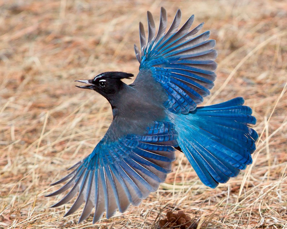 StellerJay_sm.jpg.66317aba6f699c22ed049a9272317e2d.jpg