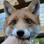 fox105