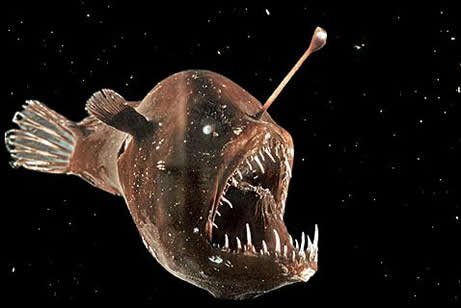 Anglerfish-1.jpg.a5e8da0ad55760e2d9d659bcf5136892.jpg