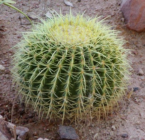 Echinocactus_grusonii_1.thumb.jpg.cb051f5a1c474bb21da1b8c246a8883d.jpg