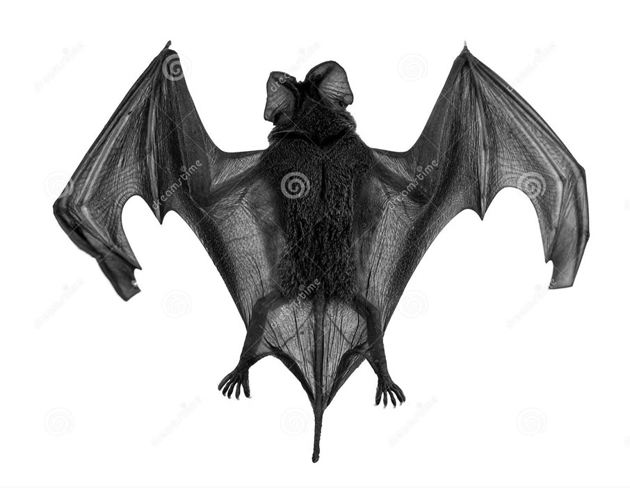 1856243229_Batwings.jpg.91b905df78e75bb082246c09c79d402f.jpg