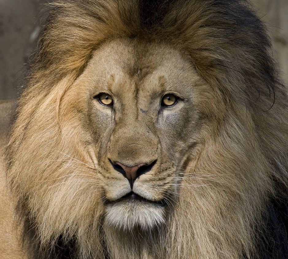 africanlion-005.jpg.38ca449f3439874f9aa812e6721acc36.jpg